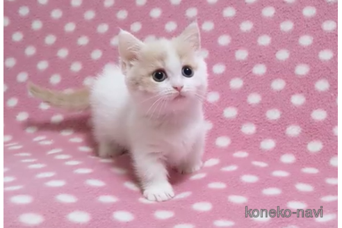 成約済の愛知県のマンチカン(短足)-87048の4枚目